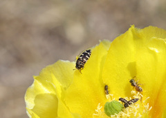 Acmaeodera bowditchi