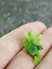 Pterocarya fraxinifolia
