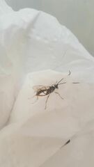 Cryptanura septentrionalis