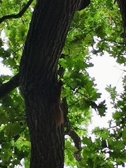 Sciurus vulgaris