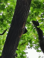 Sciurus vulgaris