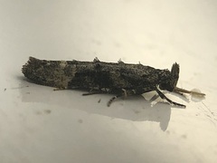 Epermenia albapunctella