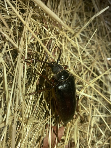 iNaturalist observation photo of California Root Borer