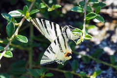 Iphiclides podalirius