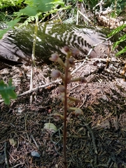 Corallorhiza striata vreelandii