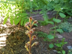 Corallorhiza striata vreelandii