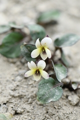 Viola kunawarensis