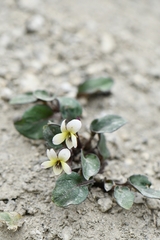 Viola kunawarensis