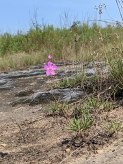 Phemeranthus calycinus