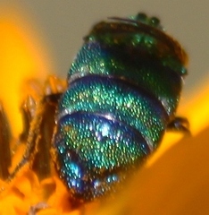 Parnopes