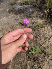 Phemeranthus calycinus