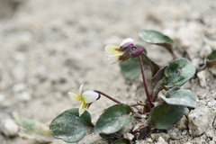 Viola kunawarensis