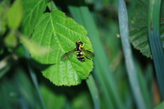 Xanthogramma stackelbergi