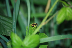 Xanthogramma stackelbergi