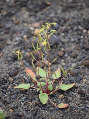 Chylismia scapoidea