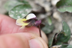 Viola kunawarensis