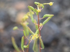 Chylismia scapoidea