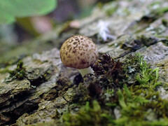 Cystoagaricus