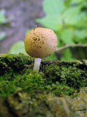 Cystoagaricus