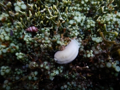 Chelidonura