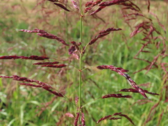 Sorghum halepense