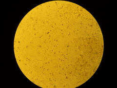 Cystoagaricus
