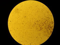 Cystoagaricus