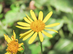 Jacobaea alpina samnitum