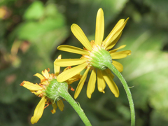 Jacobaea alpina samnitum