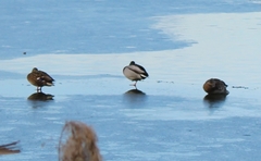 Anas platyrhynchos
