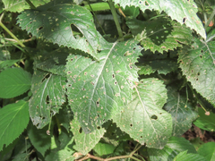 Jacobaea alpina samnitum