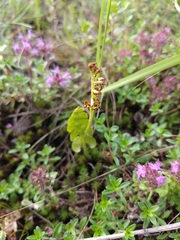 Botrychium lunaria image