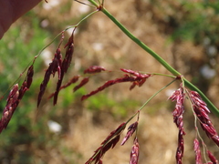 Sorghum halepense