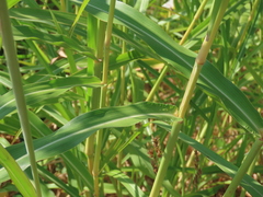 Sorghum halepense