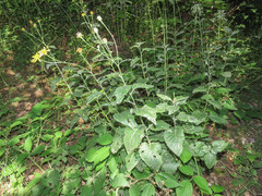 Jacobaea alpina samnitum