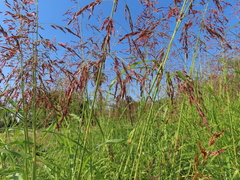 Sorghum halepense