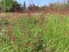 Sorghum halepense