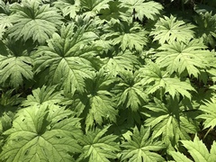 Taimingasa yatabei occidentalis