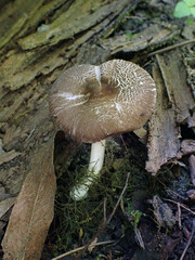 Pluteus deceptivus