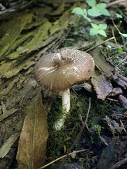 Pluteus deceptivus