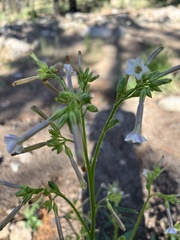 Ipomopsis longiflora