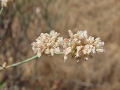 Eriogonum nudum psychicola