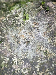 Caloplaca sideritis
