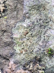 Caloplaca sideritis