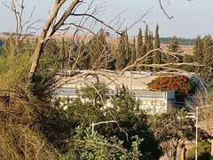 Dendrocopos syriacus