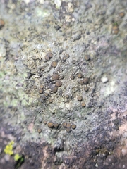 Caloplaca sideritis