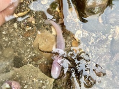 Typhlogobius californiensis