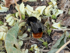 Bombus lapidarius