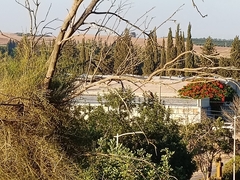 Dendrocopos syriacus