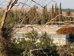 Dendrocopos syriacus